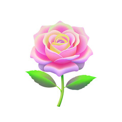 pink rose isolated