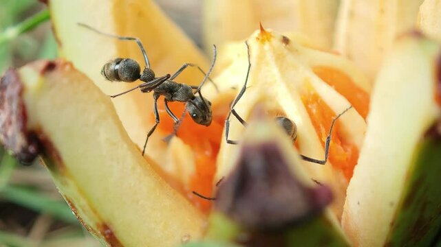 Black garden ant are cutting fruit by bite.
