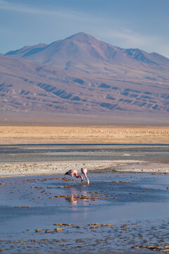 Flamingos feeding in Parque Laguna Chaxa with mountain in backgound