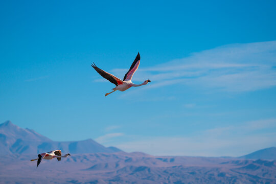 Two Andean flamingos flying above the salt flat in Parque Laguna Chaxa
