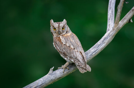 Eurasian scops owl (Otus scops) sits on the thick branch