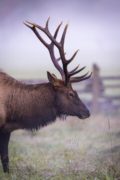 Bull Elk in Great Smokey Mountain National Park.