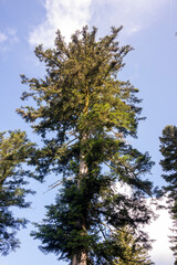 Arbre résineux de grande taille