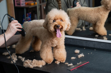 Groomer combing poodle in salon. 