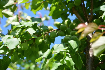 Unripe apricots among green leaves. Unripe apricots growing in sunlight among green leaves on tree