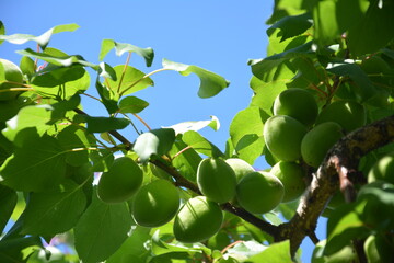 Fresh green unripe plums or apricots hanging on a branch among bright green leaves in the bright sunlight of summer symbolize growth, agriculture and natural fruit harvesting.