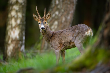 Young roe deer buck with small antlers stands alert in lush green grass, birch trees blurred in the background. Natural forest wildlife scene, spring or early summer.