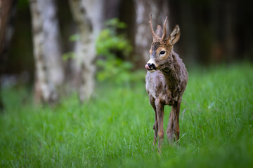 Young roe deer buck with small antlers stands in green grass, tongue out, birch trees blurred in background. Natural forest wildlife scene, spring or early summer.