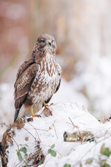 Common buzzard stands alert on snowy tree stump, brown and white plumage, yellow beak and talons visible. Winter forest background, natural wildlife scene.
