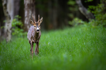 Young roe deer buck with small antlers stands alert in lush green grass, birch trees blurred in the background. Natural forest wildlife scene, spring or early summer.