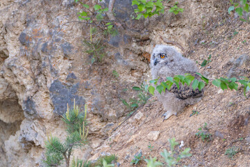 Fluffy Eurasian eagle-owl chick with bright orange eyes sits on a rocky slope, partially hidden by green leaves. Natural habitat, springtime wildlife scene.