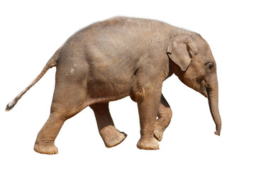 Obraz premium A baby elephant walking on a white background