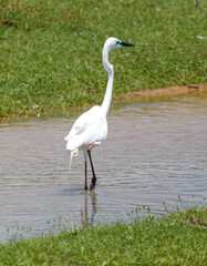A white bird is standing in a body of water