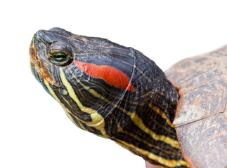 A turtle with a red stripe on its head