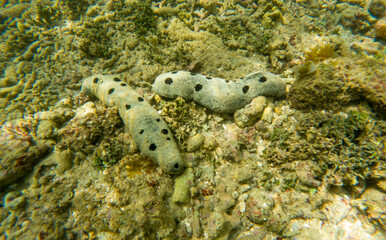 Two large sea creatures with many dots on their bodies are on the ocean floor