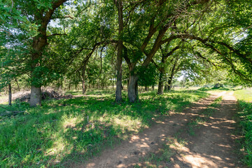 Fototapeta premium Curved Dirt Road Through Forest with Sunlight and Shadow