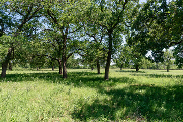 Isolated Brick Chimney in an Open Green Field with Trees