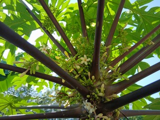 Papaya flowers and buds . Papaya flower is white. Papaya flower are blooming.