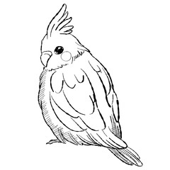 Back view of a black and white cartoon drawing of a cockatiel bird. Minimalist line art for pet or bird-themed projects