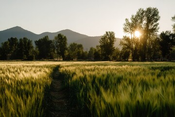 Golden Wheat Field At Sunrise