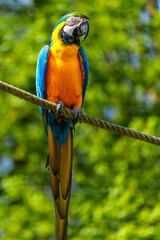 The Blue-and-yellow Macaw, Ara ararauna is a large South American parrot