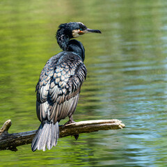 The great cormorant, Phalacrocorax carbo sitting on a branch