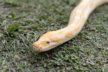 A stunning yellow Burmese python is sprawled across a vibrant green lawn, its sleek, golden scales...