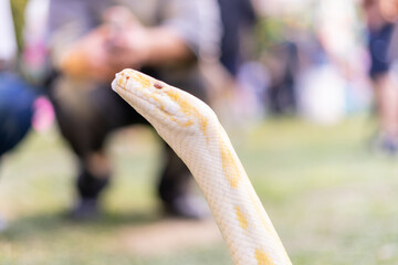 A stunning yellow Burmese python is sprawled across a vibrant green lawn, its sleek, golden scales gleaming under the sunlight. The intricate patterns on its body showcase the natural beauty
