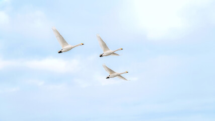 越冬地で力強く飛ぶ白鳥