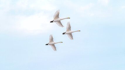 越冬地で力強く飛ぶ白鳥
