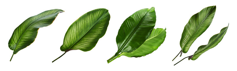 calathea leaves set, isolated on white background.