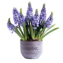 Fototapeta premium Blooming Purple Hyacinths In Ceramic Pot Still Life