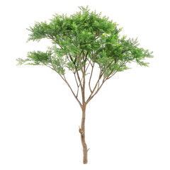 Elegant Green Tree With Spreading Branches, Isolated Plant Illustration