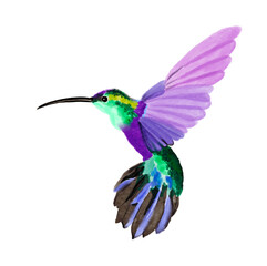 hummingbird watercolor vintage hand drawn on transparent background