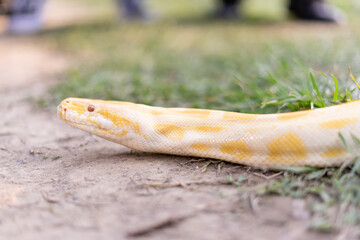 A stunning yellow Burmese python is sprawled across a vibrant green lawn, its sleek, golden scales...