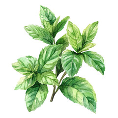 Watercolor painting of fresh mint leaves illustration for culinary herb garden and design elements on transparent background