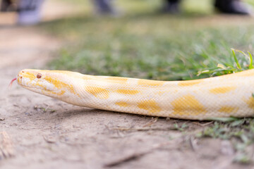 A stunning yellow Burmese python is sprawled across a vibrant green lawn, its sleek, golden scales...