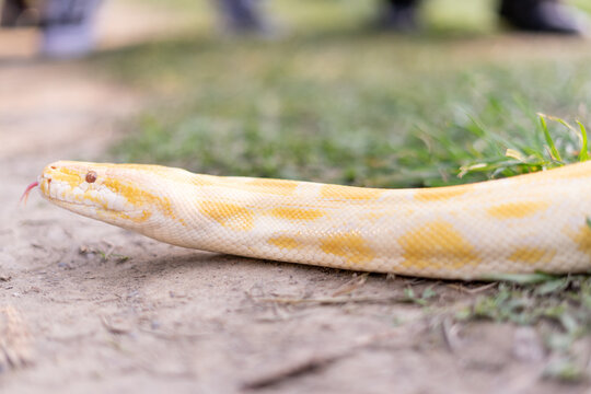 A stunning yellow Burmese python is sprawled across a vibrant green lawn, its sleek, golden scales gleaming under the sunlight. The intricate patterns on its body showcase the natural beauty