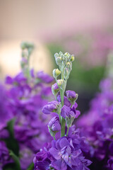 A vibrant mix of colorful tulips in full bloom, creating a stunning mosaic of red, yellow, pink, orange, and purple flowers basking in spring sunlight
