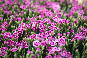 Obraz premium A vibrant mix of colorful tulips in full bloom, creating a stunning mosaic of red, yellow, pink, orange, and purple flowers basking in spring sunlight
