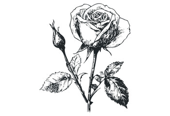 Detailed black and white rose drawing with thorns and leaves. Vector retro hand drawn illustration