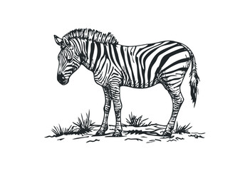 Detailed black and white zebra illustration in side profile view. Vector retro hand drawn illustration