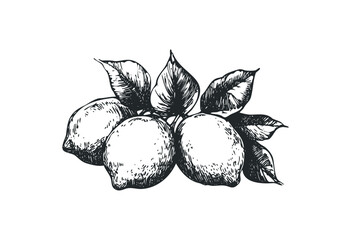 Hand-drawn lemons with leaves - vintage botanical illustration. Vector retro hand drawn illustration