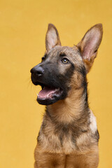 A wolfdog puppy lifts its head slightly while sticking its tongue out, creating a playful and charming scene. The yellow background adds warmth to the composition.