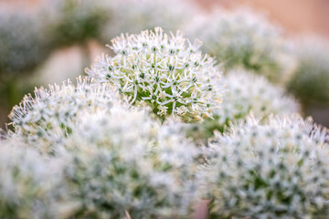 Floral macro with soft depth of field highlighting the texture and detail of a single ornamental allium bloom. Bright, colorful backdrop makes it ideal for use in design templates, seasonal graphics, 