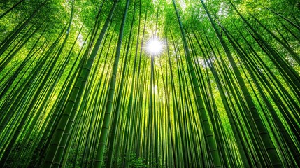 Bamboo Forest with Sunlight Bursting Through Trees