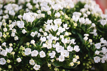 Floral macro with soft depth of field highlighting the texture and detail of a single ornamental allium bloom. Bright, colorful backdrop makes it ideal for use in design templates, seasonal graphics, 
