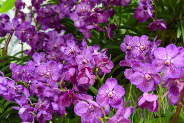 Horizontal close-up of vibrant violet and lilac Vanda orchids in bloom, showing rich petal textures. Ideal for floral background or greeting card design.