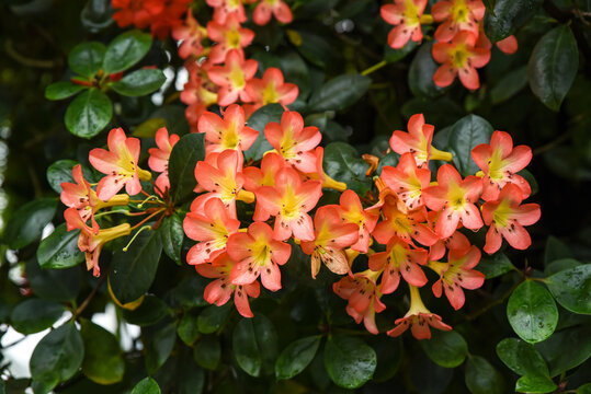 Tropical Vireya rhododendrons blooming in a lush garden, native to southeastern Asia, belonging to the Ericaceae family.