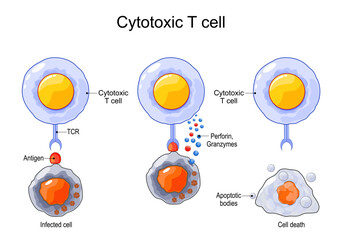 Cytotoxic T cell